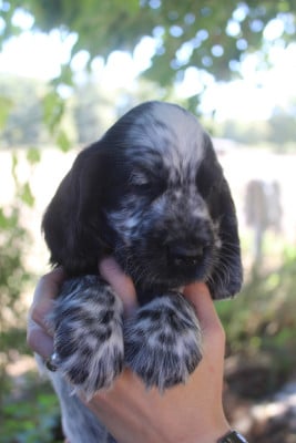 Les chiots de Cocker Spaniel Anglais