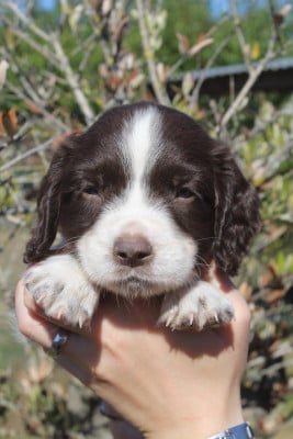 Les chiots de English Springer Spaniel