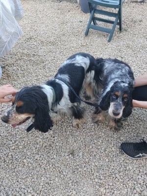 Femelle 2 - - Cocker Spaniel Anglais