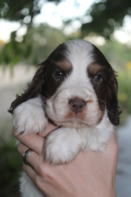 Mâle 2 - - Cocker Spaniel Anglais
