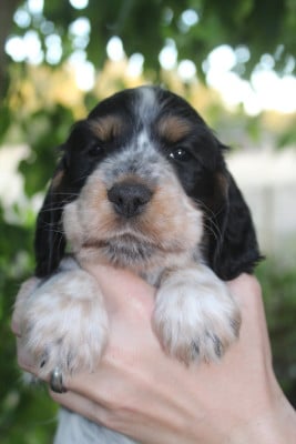 Femelle 1 - - Cocker Spaniel Anglais