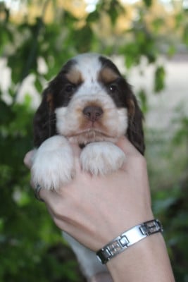 Les chiots de Cocker Spaniel Anglais