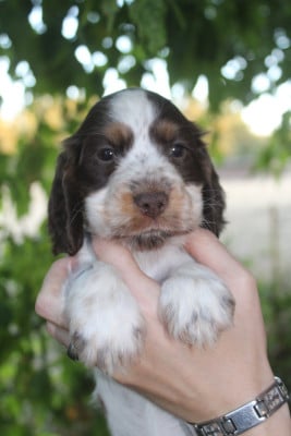 Les chiots de Cocker Spaniel Anglais