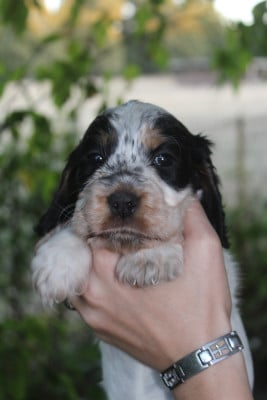 Les chiots de Cocker Spaniel Anglais