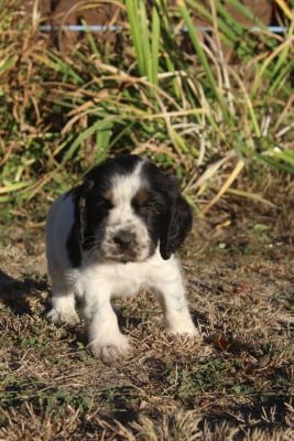 Les chiots de Cocker Spaniel Anglais