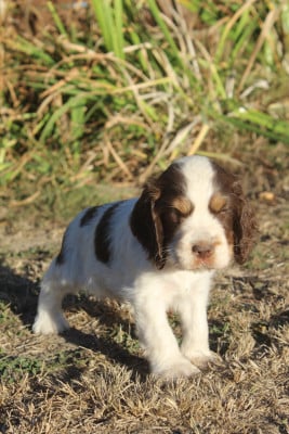 Les chiots de Cocker Spaniel Anglais