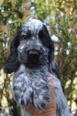 Les chiots de Cocker Spaniel Anglais