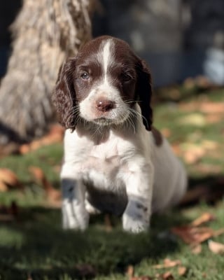 Les chiots de English Springer Spaniel