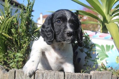 Les chiots de English Springer Spaniel