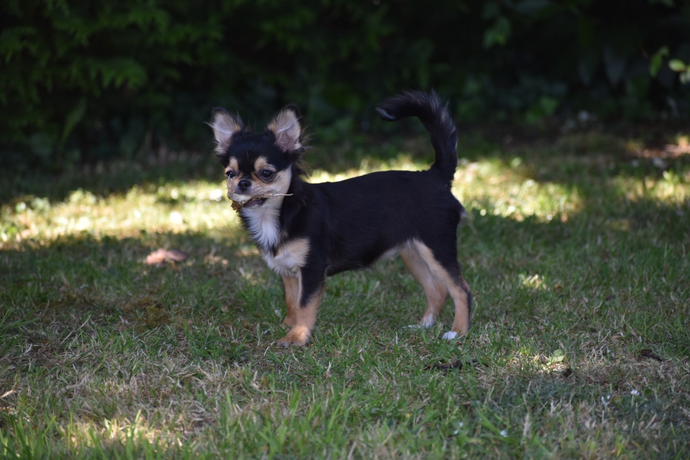 Van-de-kamp bree Des Minis Trésors