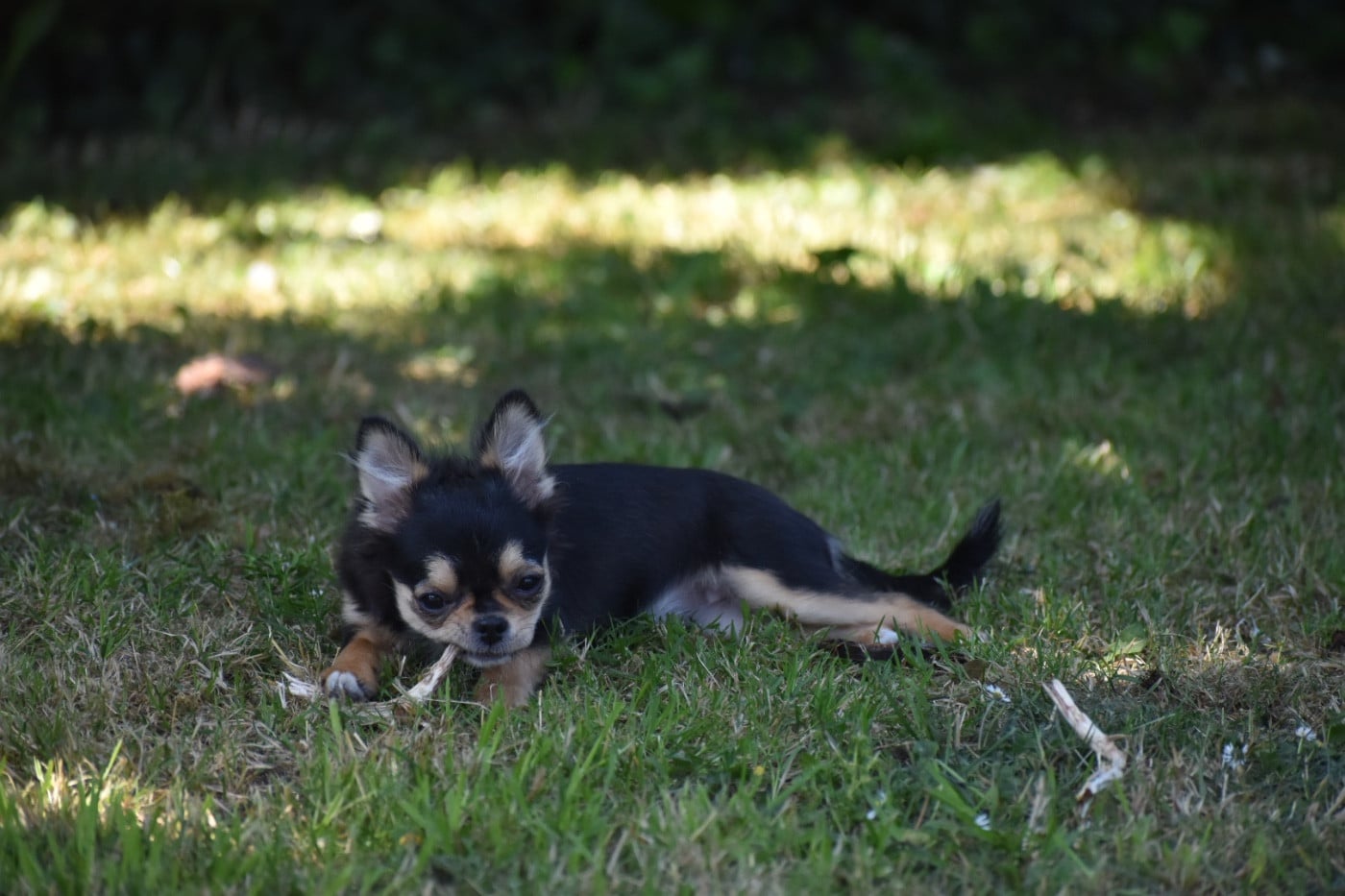 Van-de-kamp bree Des Minis Trésors