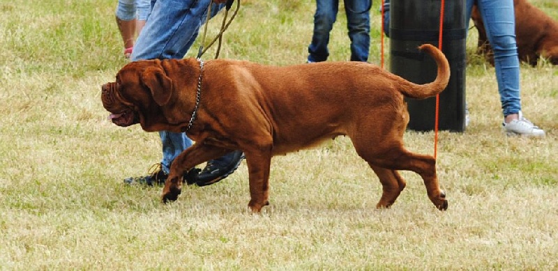 Jj-diablesse du masque de Seth - Excellent