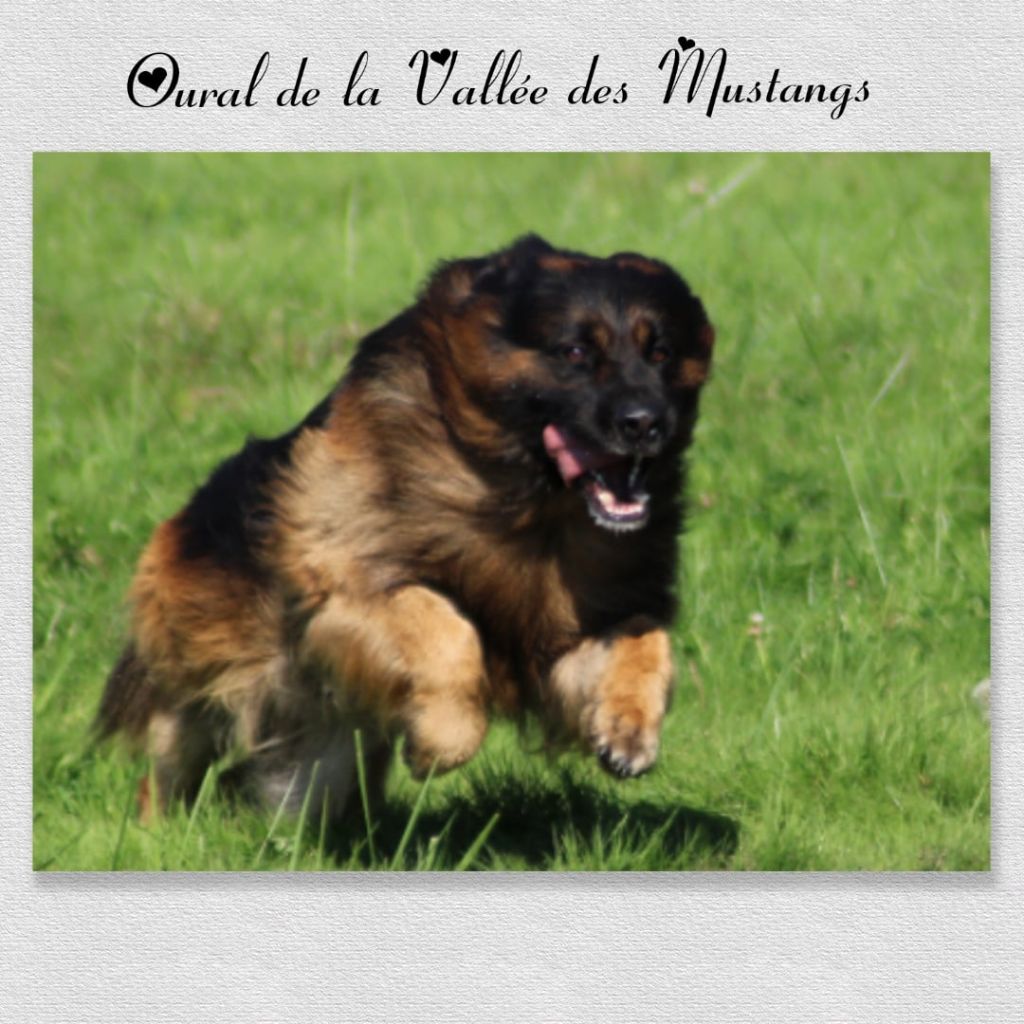 CH. Oural De La Vallee Des Mustangs