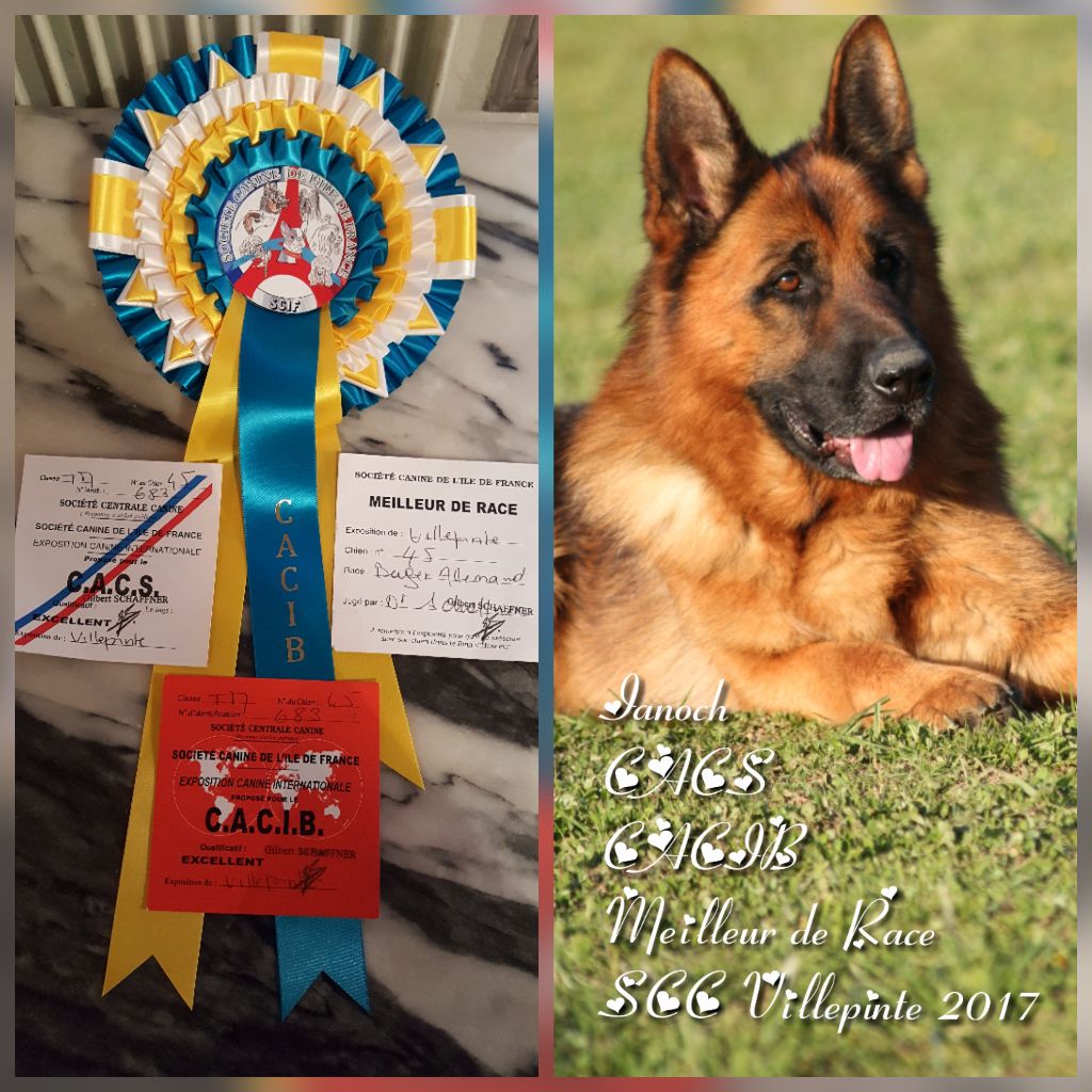 Ianoch De La Vallee Des Mustangs - CACS CACIB MEILLEUR DE RACE