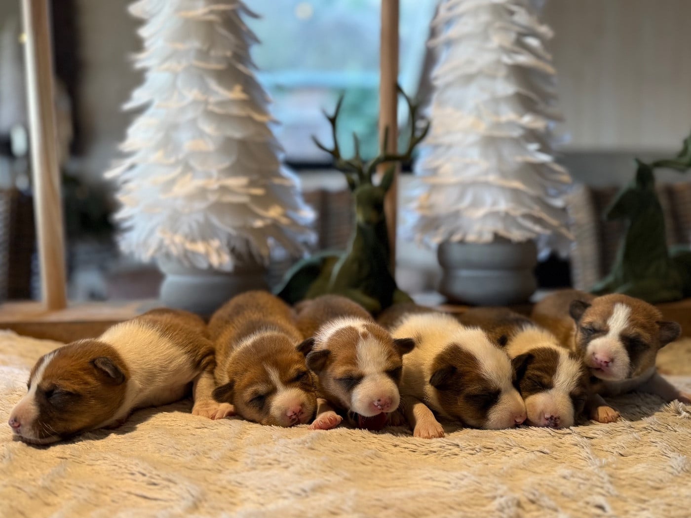 Basenji - du Domaine du Clos Benoît