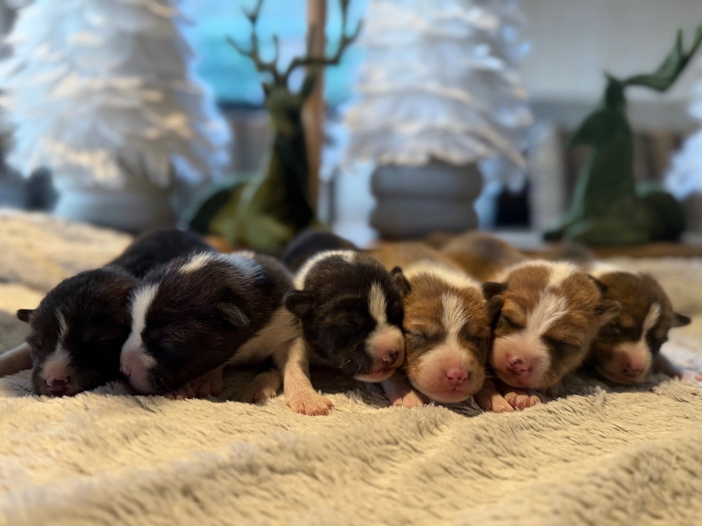 Basenji - du Domaine du Clos Benoît