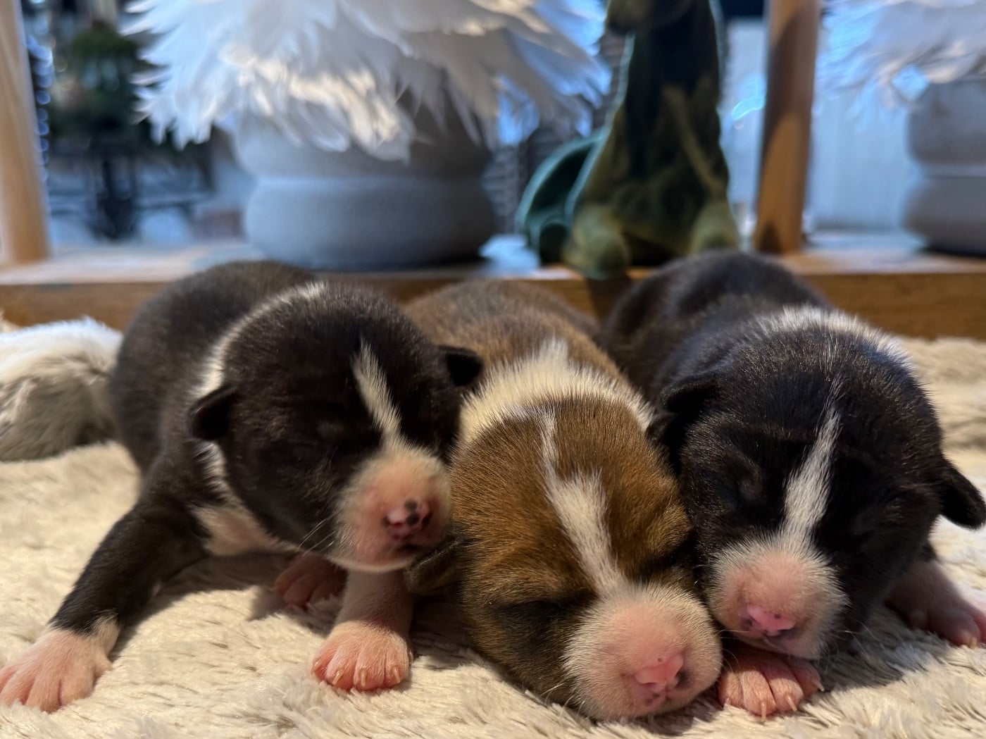 Basenji - du Domaine du Clos Benoît