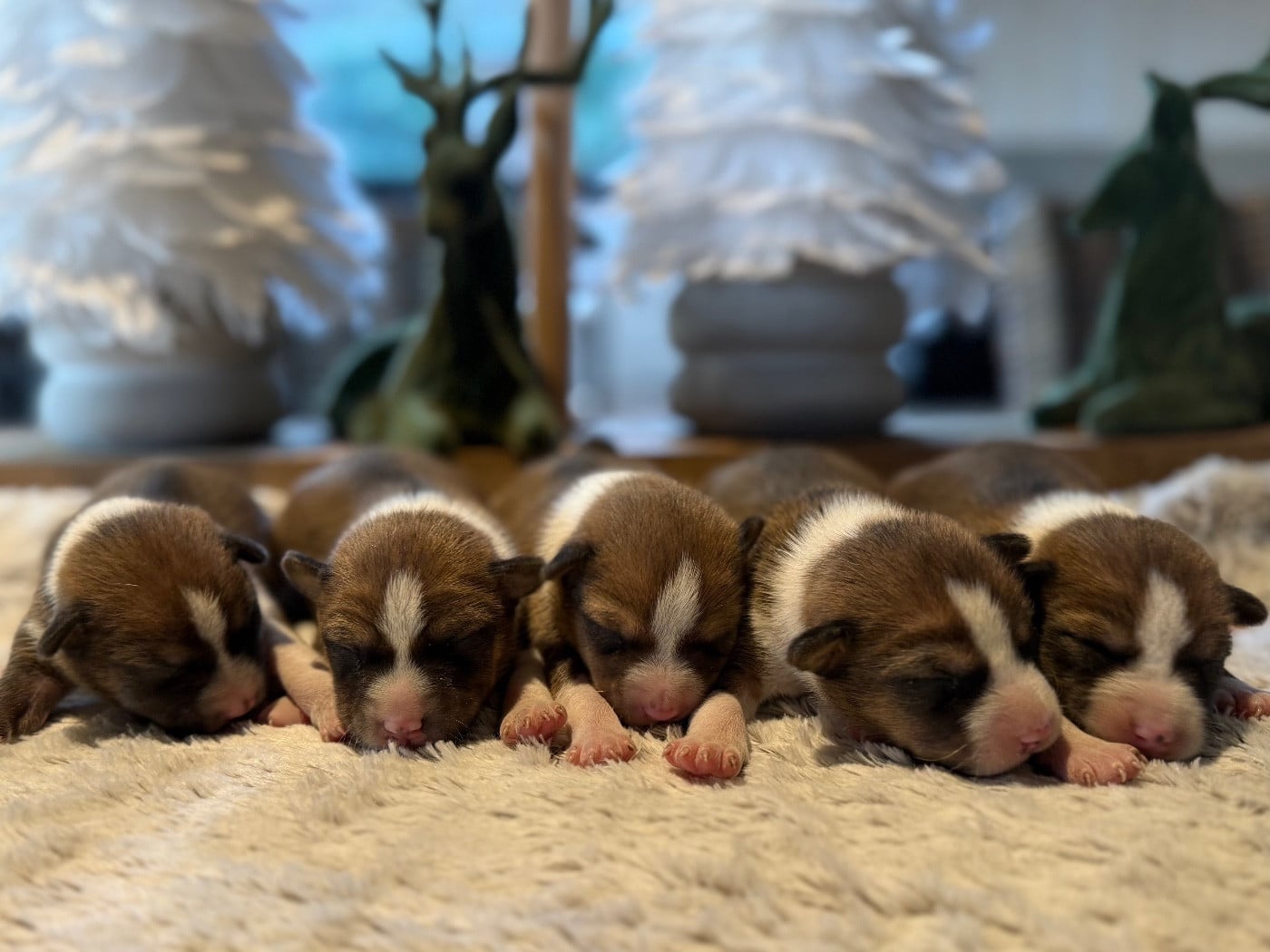 Basenji - du Domaine du Clos Benoît