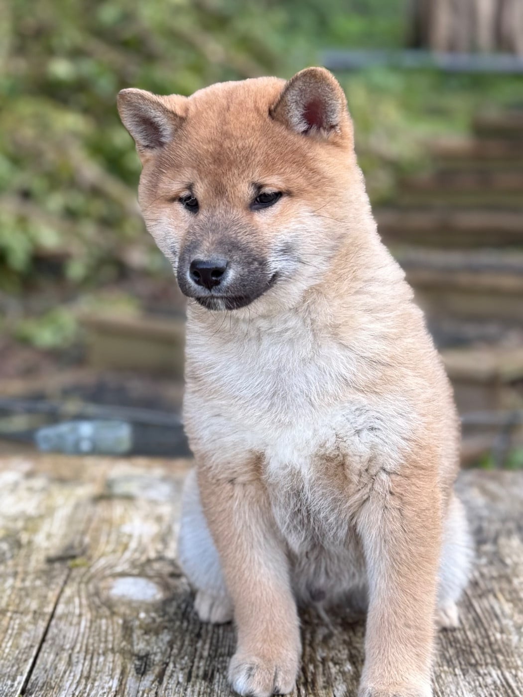 Shiba - du Domaine du Clos Benoît