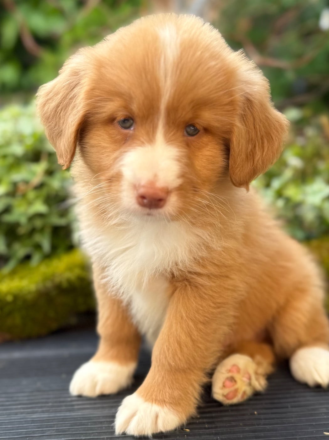 Chiot N°1