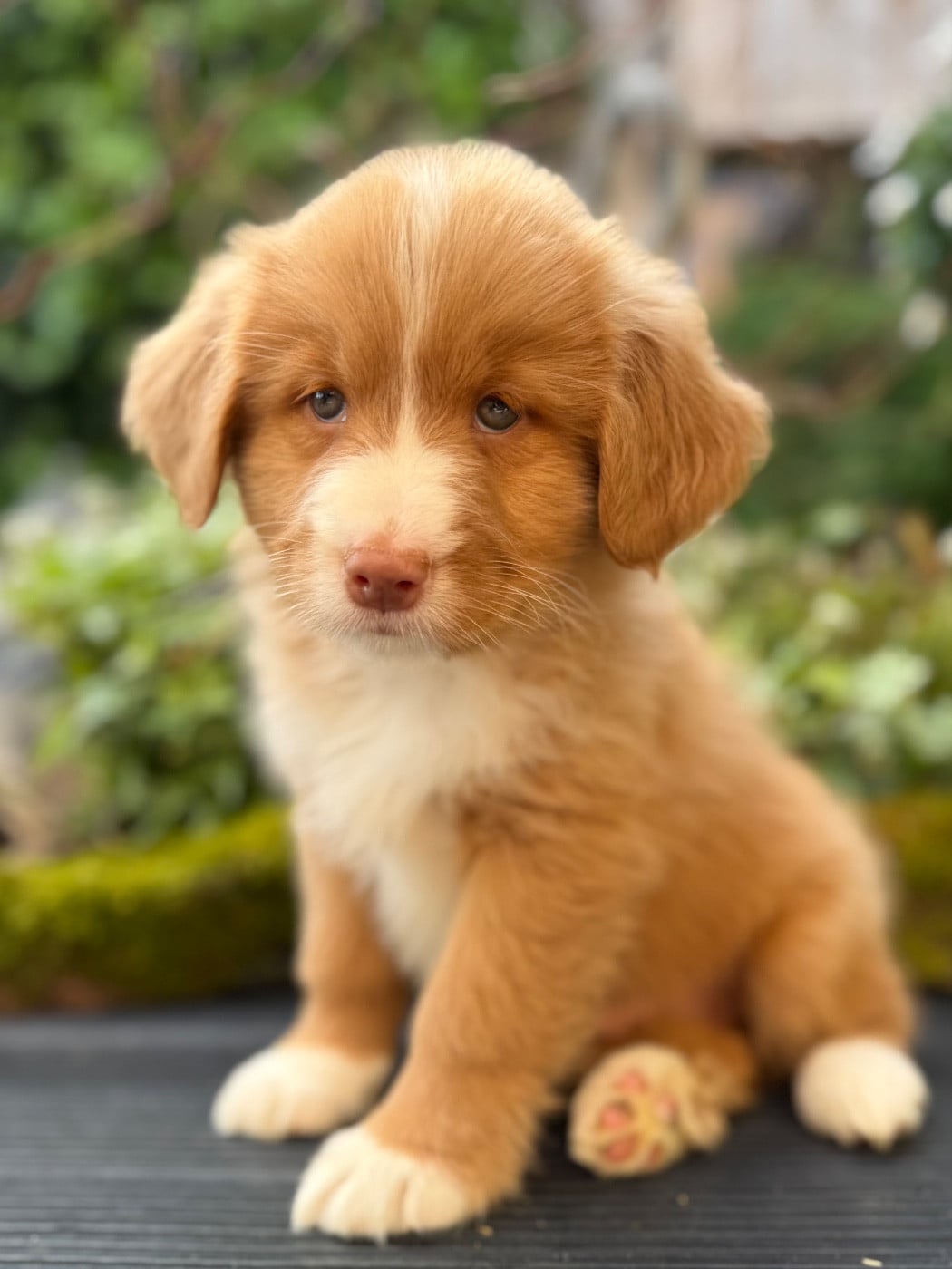 Chiot N°1