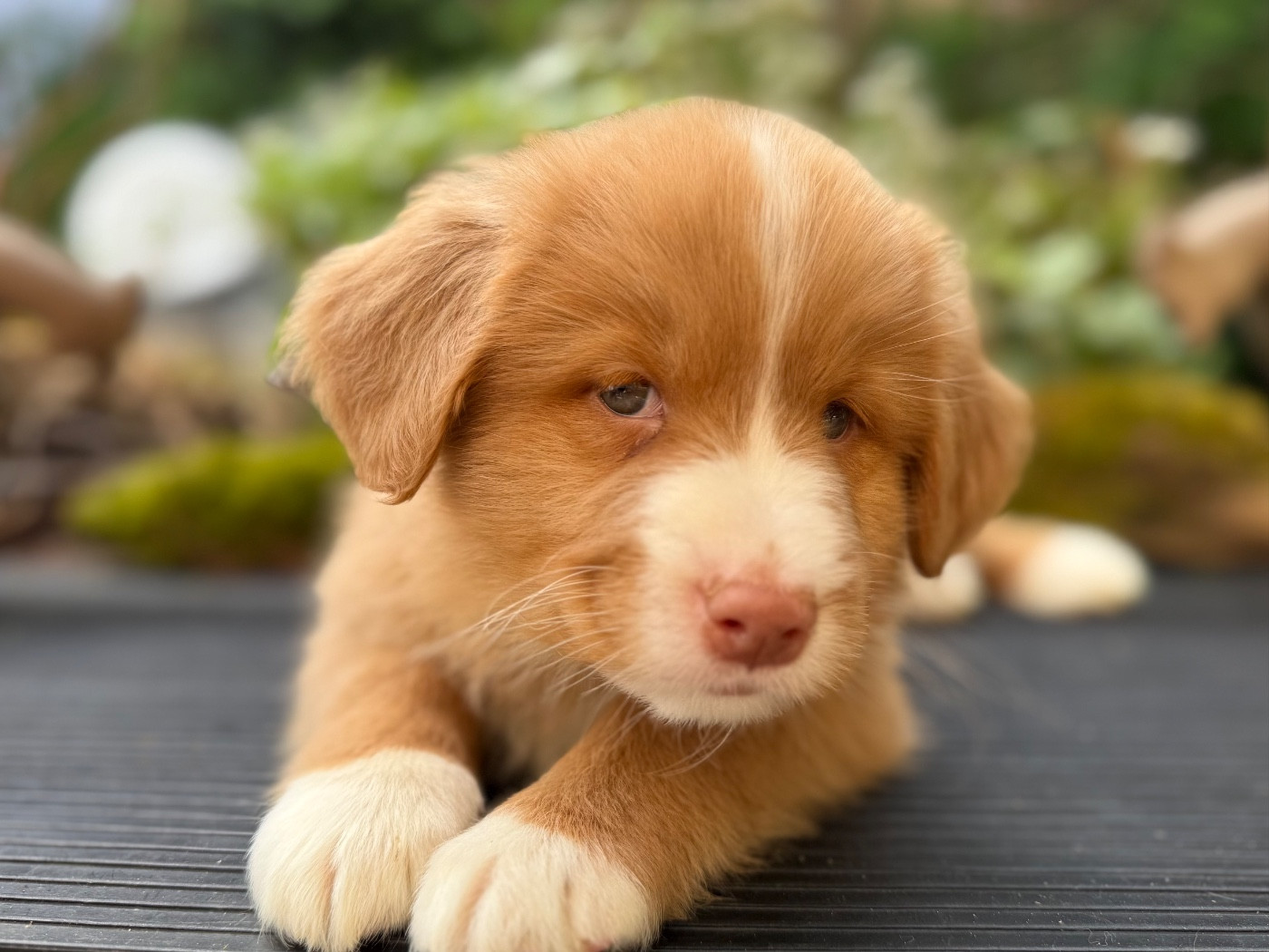 Chiot N°1