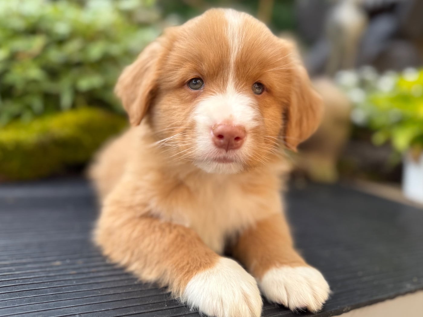 Chiot N°1