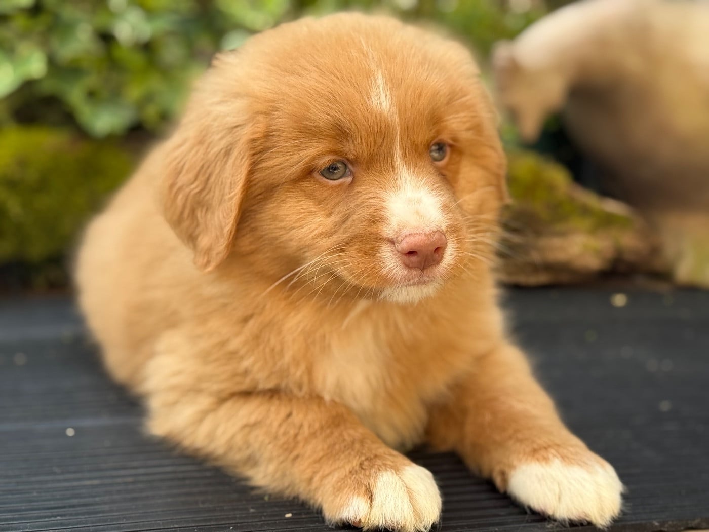 Chiot N°2