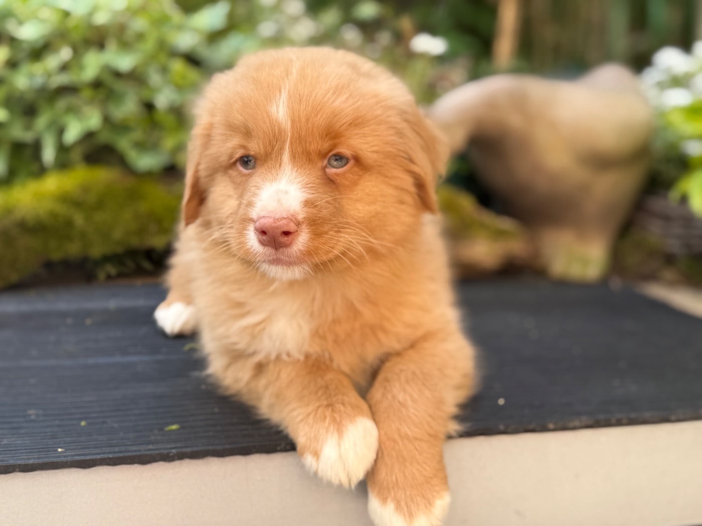 Chiot N°2