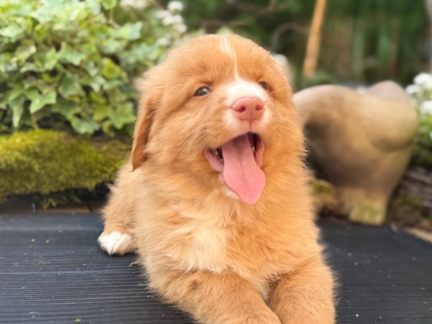 Chiot N°2