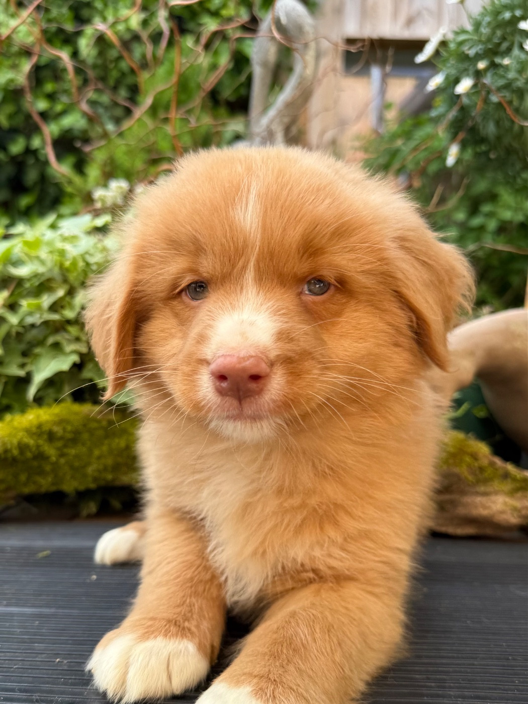Chiot N°2