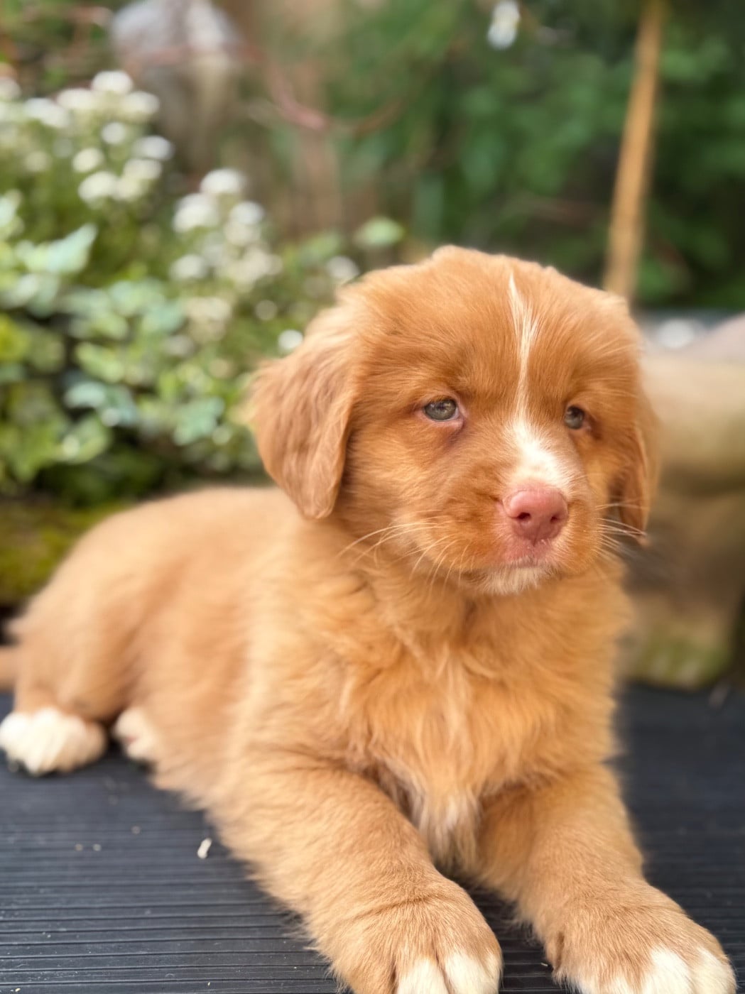 Chiot N°3