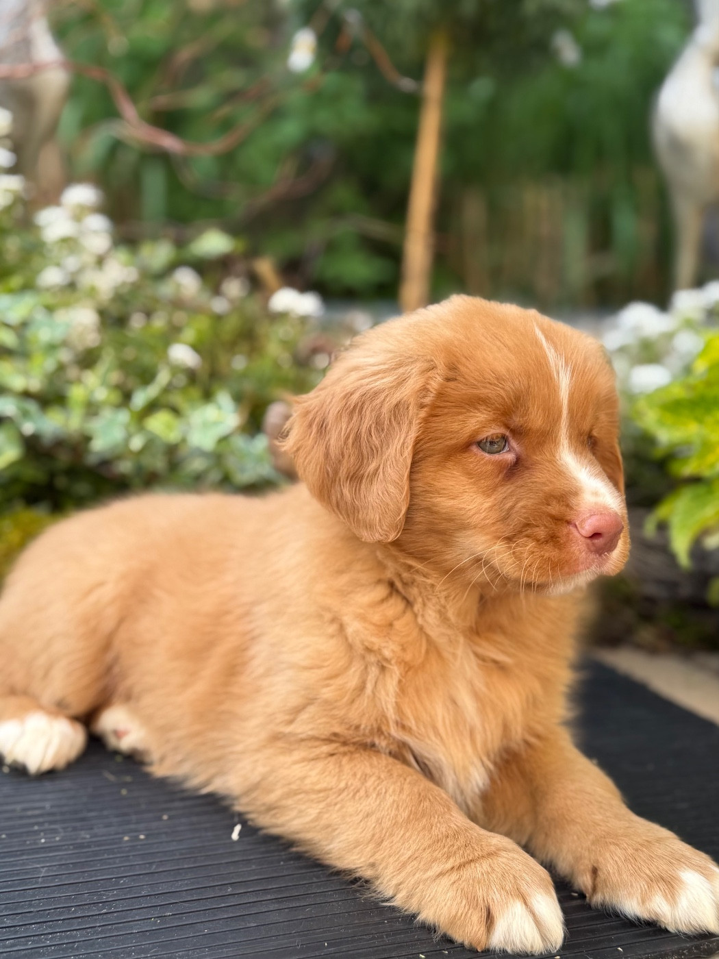 Chiot N°3