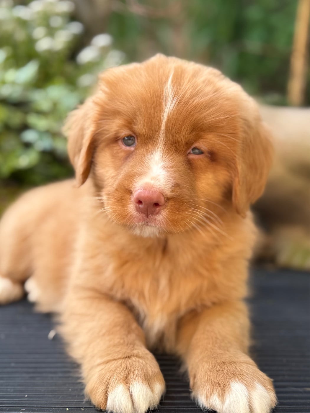 Chiot N°3