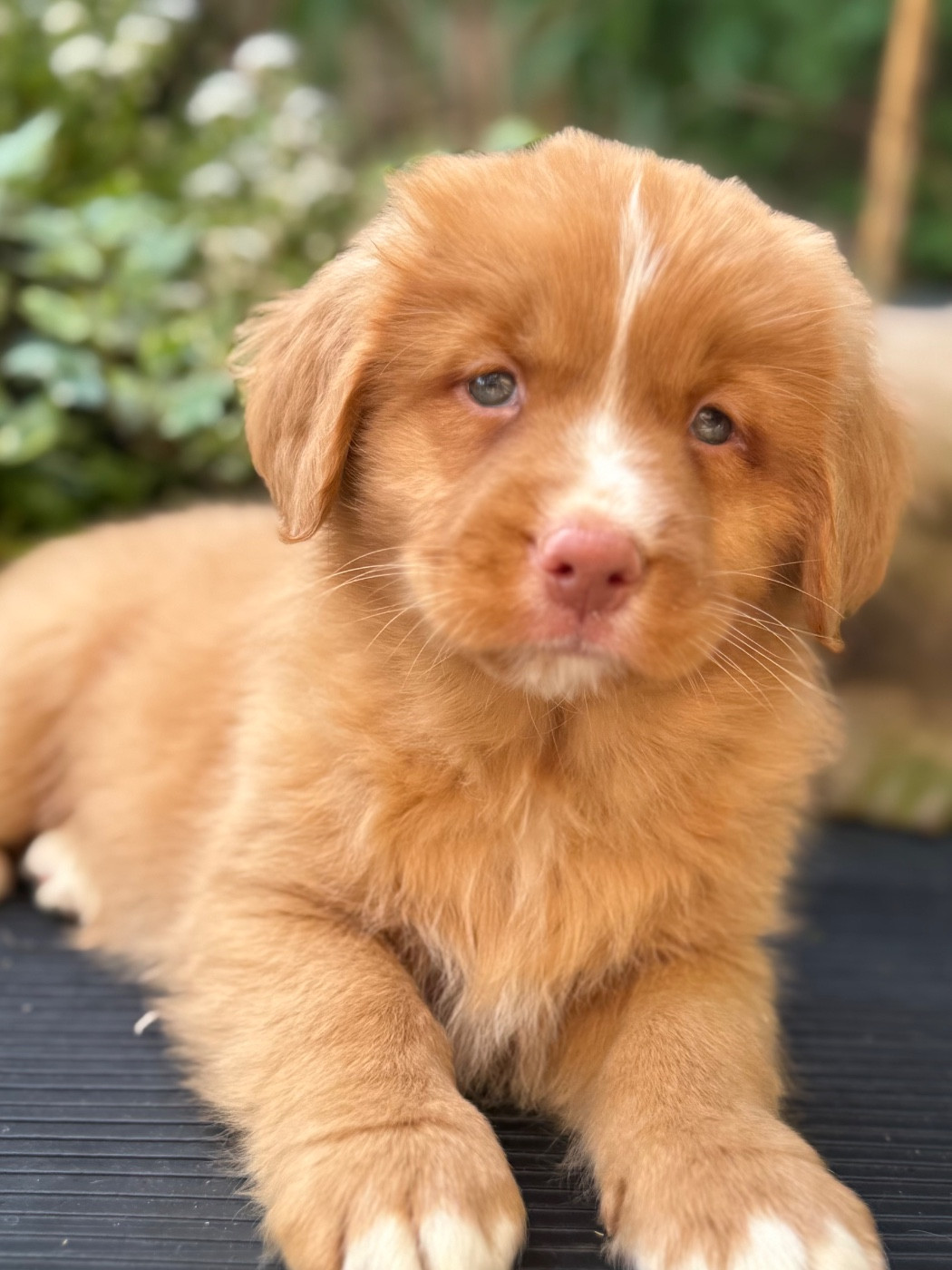 Chiot N°3