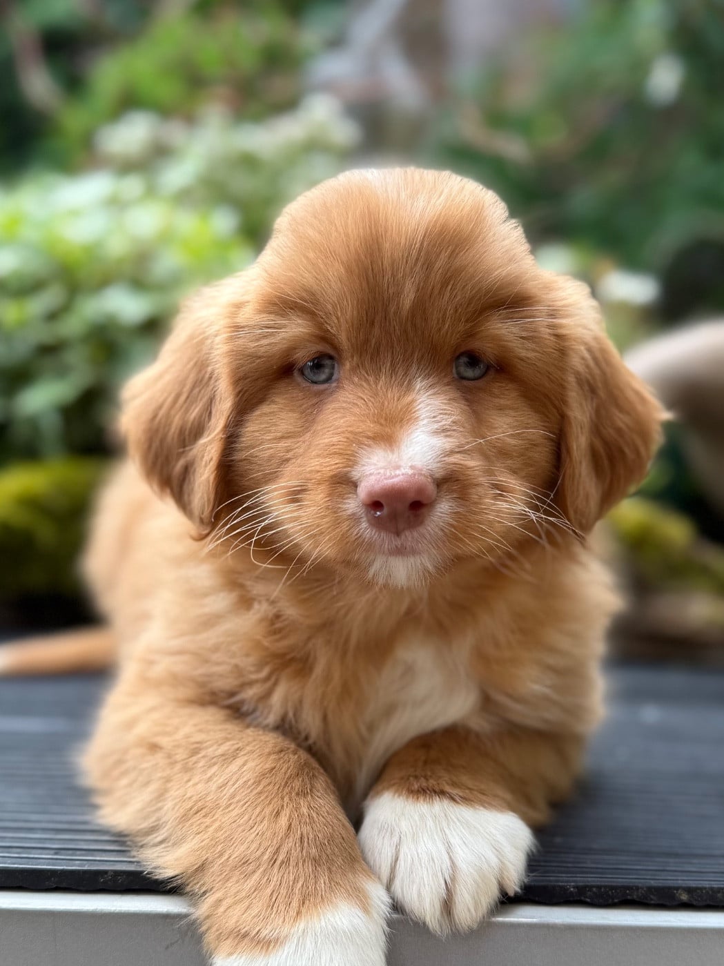 Chiot N°5