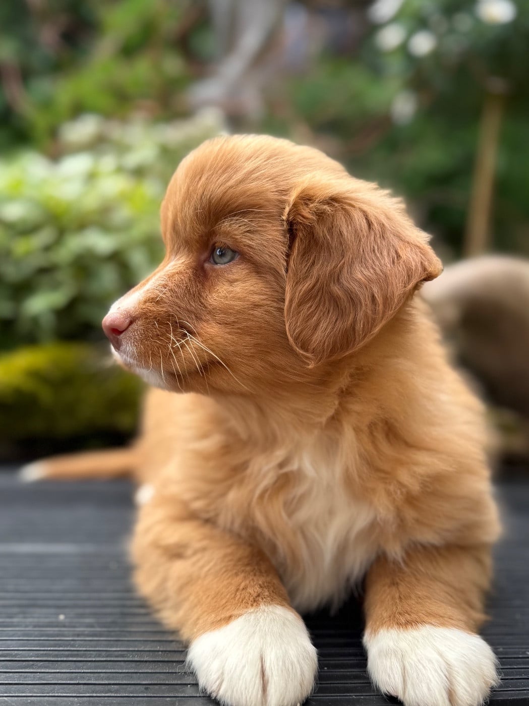 Chiot N°5