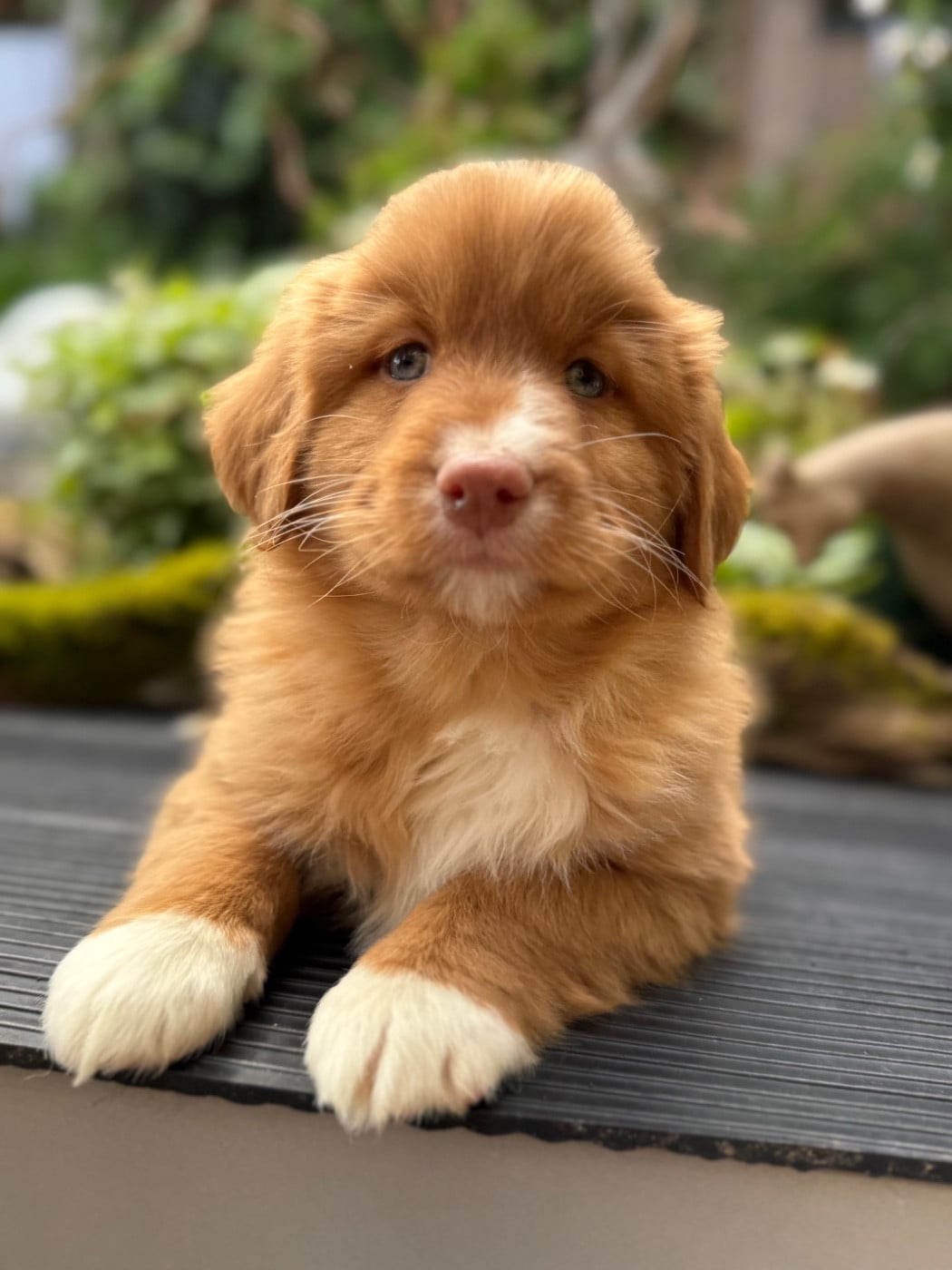 Chiot N°5