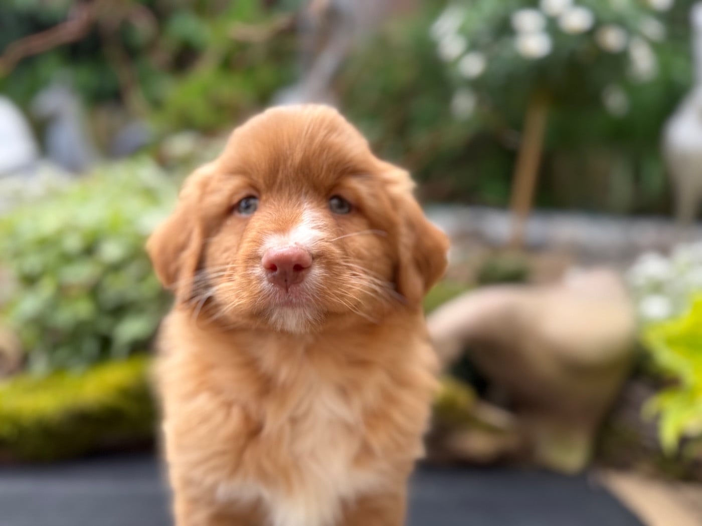 Chiot N°5
