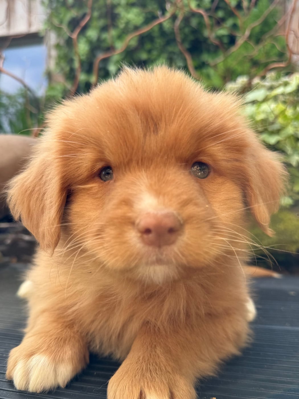 Chiot N°4