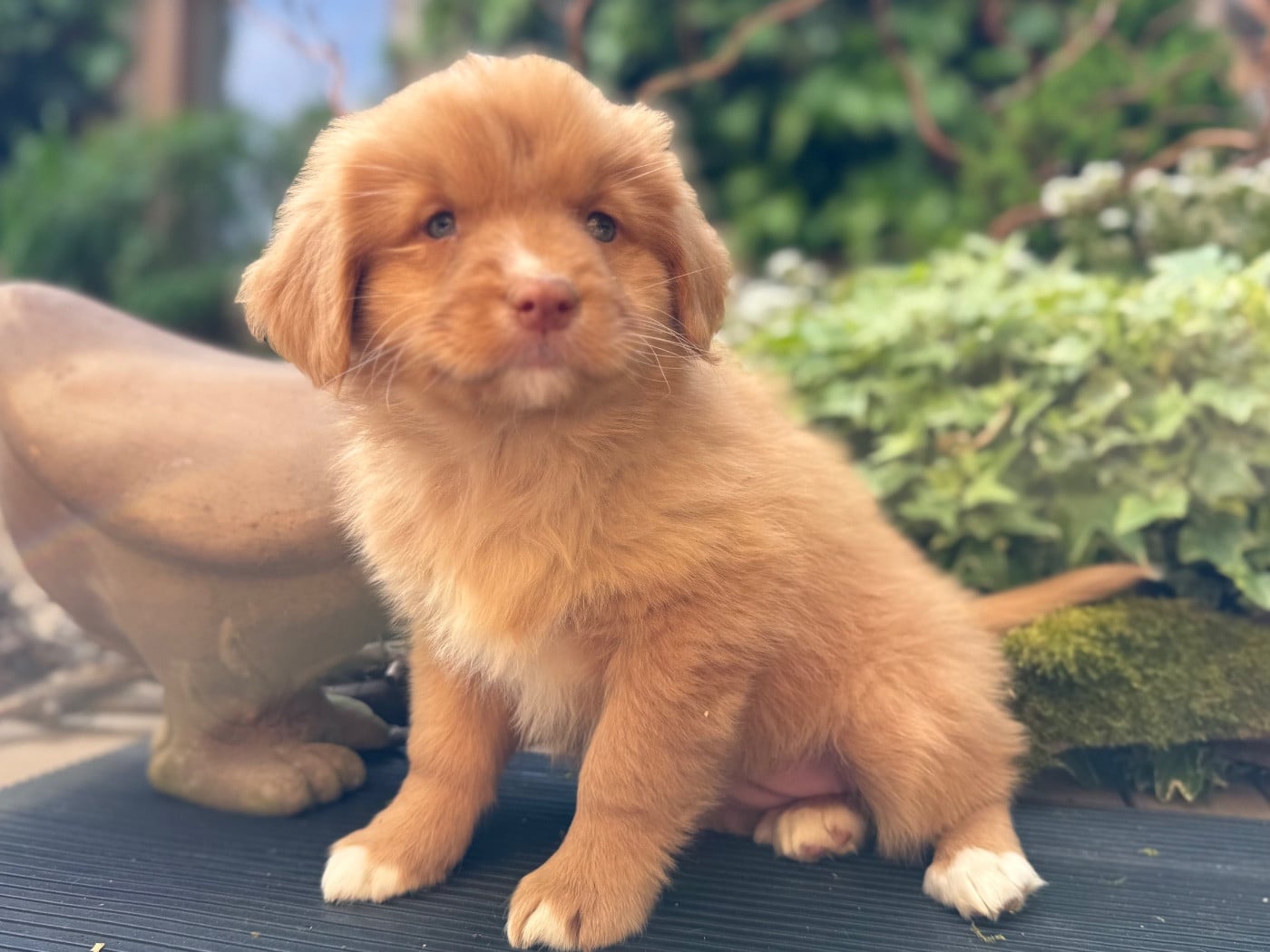 Chiot N°4