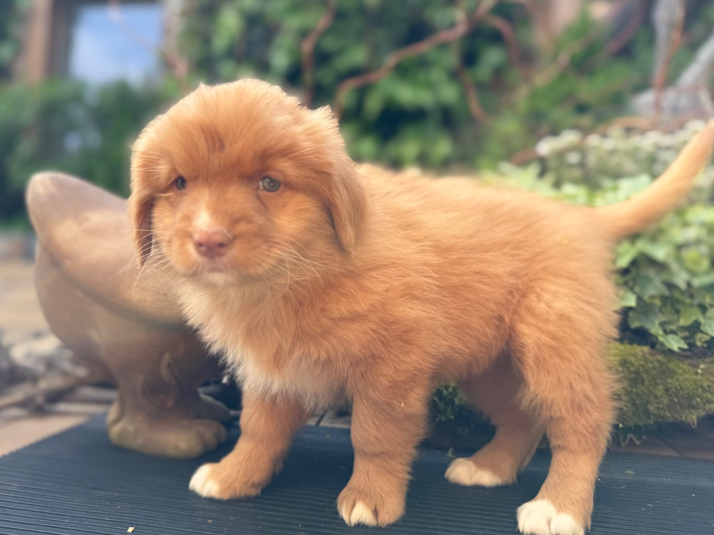 Chiot N°4
