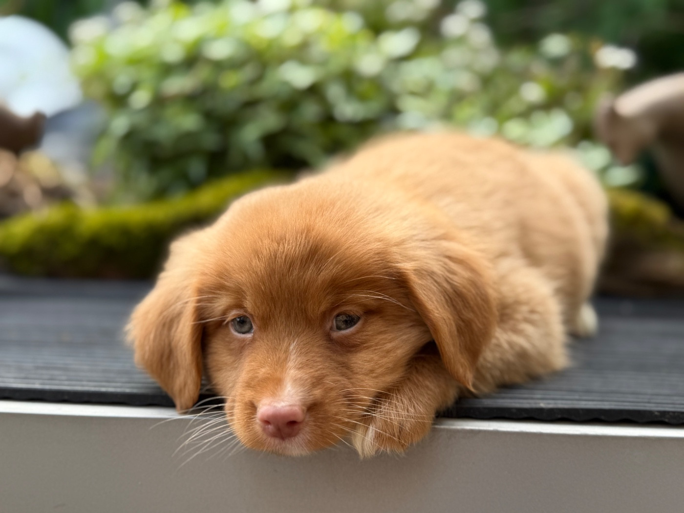 Chiot N°6