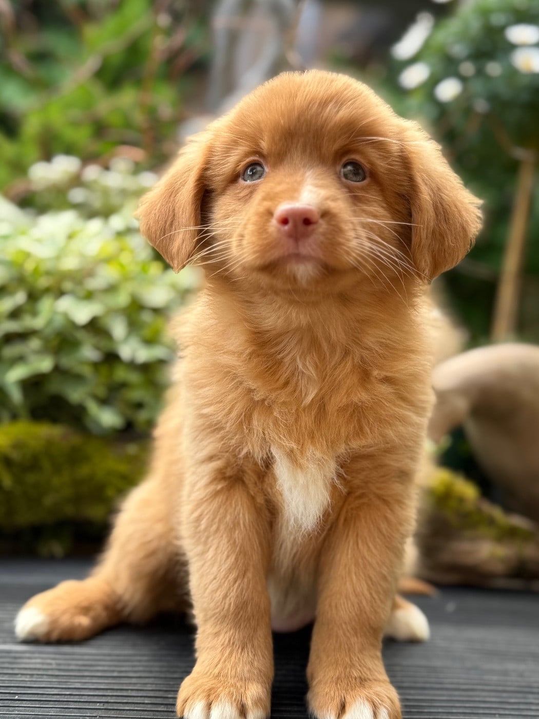 Chiot N°6
