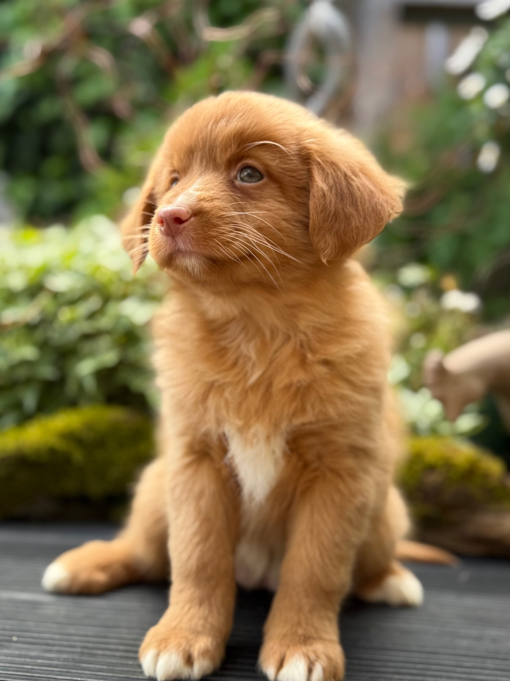 Chiot N°6