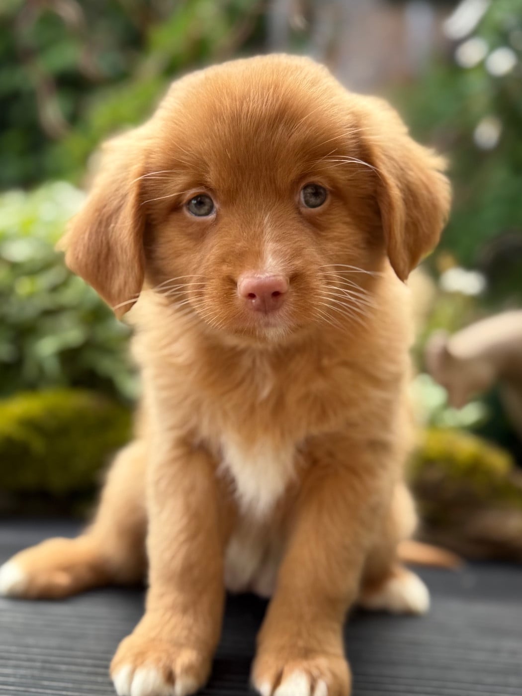 Chiot N°6