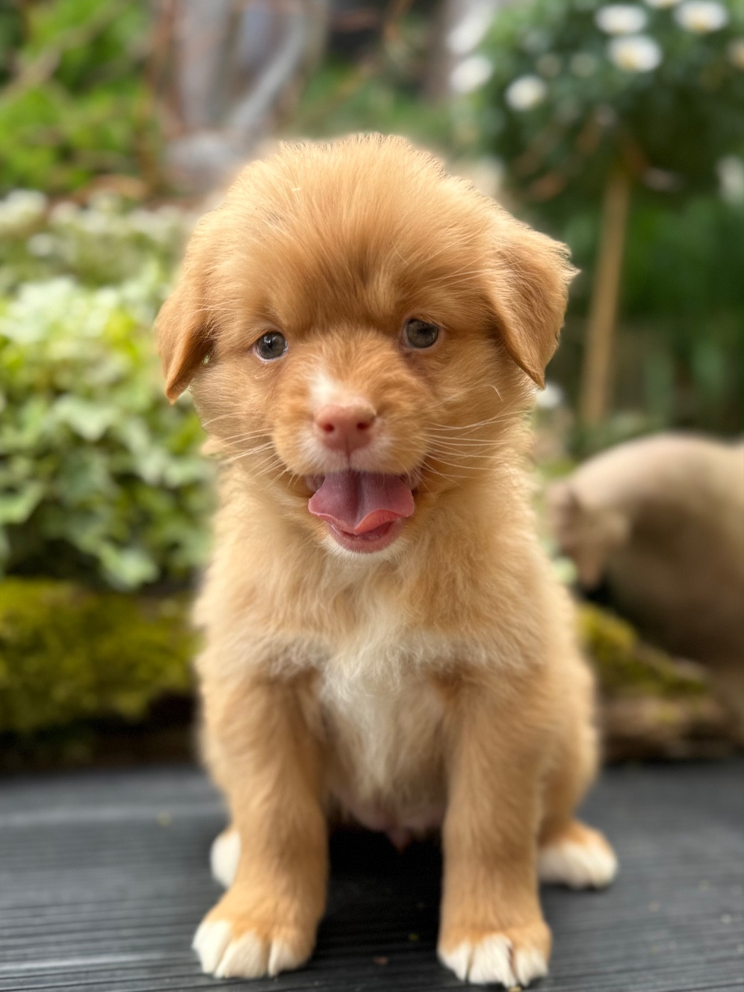 Chiot N°7