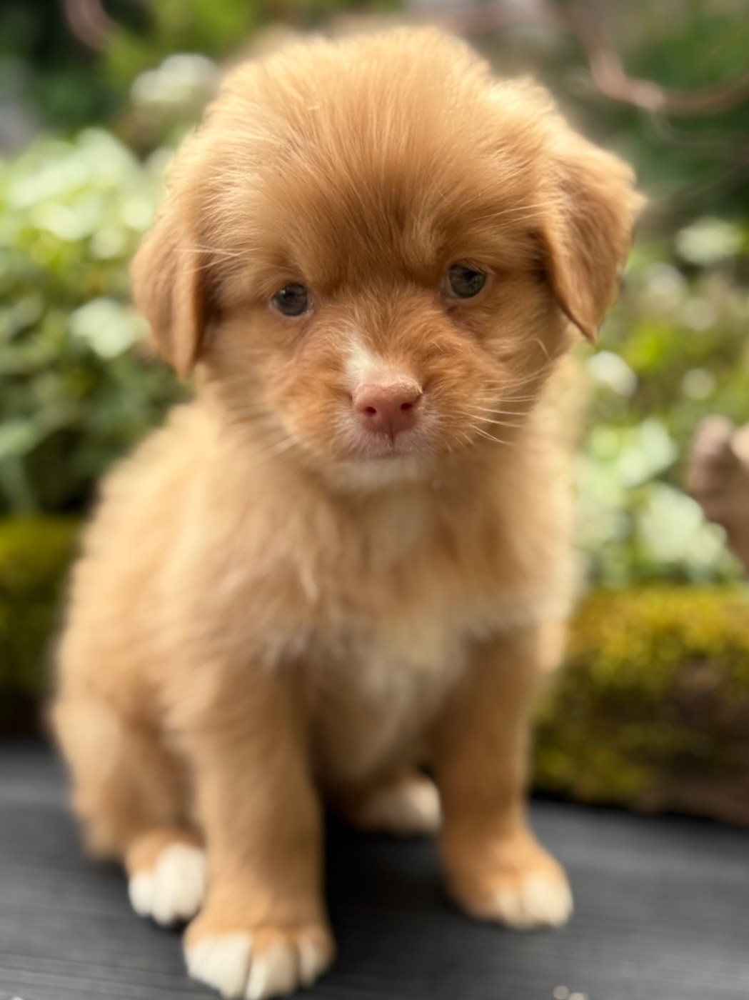 Chiot N°7