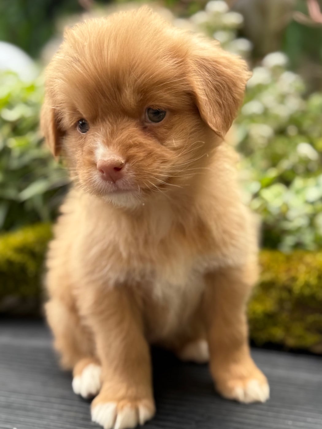 Chiot N°7