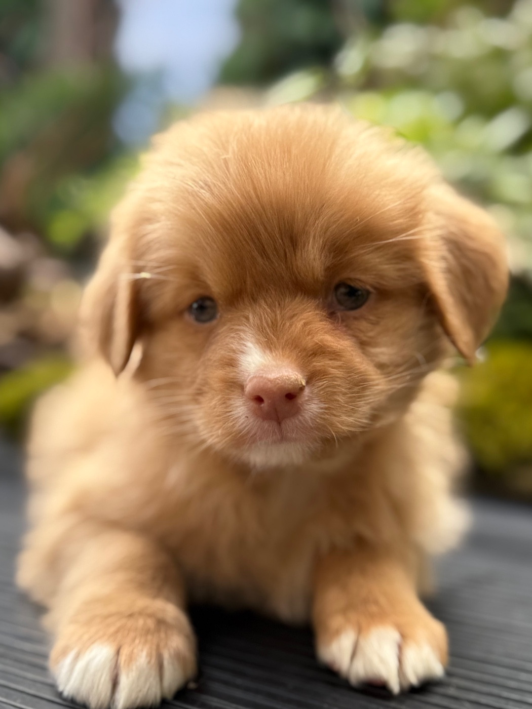 Chiot N°7
